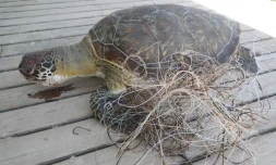 Deux tortues ont été les victimes des fils de pêche (photo Kélonia)