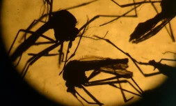 Moustiques de type Aedes 