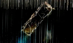 Malgré les dix nominations de "Nouvelle Vague", les César, remis jeudi soir, s'annoncent particulièrement indécis cette année en l'absence de succès incontestable dans les salles de cinéma françaises