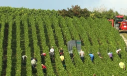 Vendanges Ă CumiĂšres-en-Champagne, dans la Marne, le 19 septembre 2016