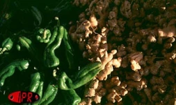 Gingembre (photo archives)