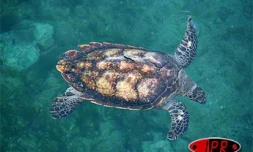 Kélonia (photo archives)