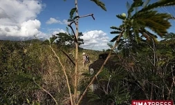 Reconstitution de la forêt semi-sèche de la Grande Chaloupe (photo archives)