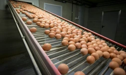 Cinq entreprises françaises "ont reçu des oeufs contaminés" au fipronil provenant des Pays-Bas et de Belgique