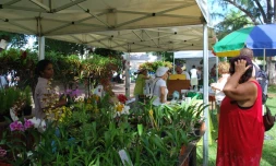 Dimanche 1er avril 2012 - Marché aux plantes à Saint-Leu (Photo D.R)