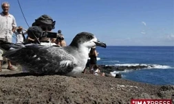 Pétrel (photo archives)