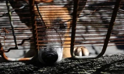 Mercredi 16 Mai 2012
Refuge l'arche de Noé à Sainte- Anne