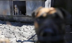 Mercredi 16 Mai 2012
Refuge l'arche de Noé à Sainte- Anne