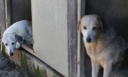 Mercredi 16 Mai 2012
Refuge l'arche de Noé à Sainte- Anne