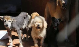 Mercredi 16 Mai 2012
Refuge l'arche de Noé à Sainte- Anne