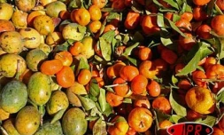 Fruits et légumes au marché (photo archives)