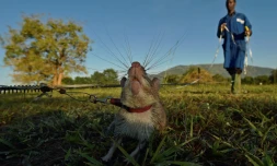 Un rat géant à la recherche de mines antipersonnel inactives dans le centre d'entraînement de l'ONG Apopo, à Morogoro, en Tanzanie, le 17 juin 2016