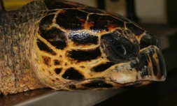 Tortue victime des déchets plastiques (photo Kélonia)