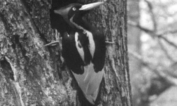 Une photographie d'un pic à bec ivoire en 1935, conservée dans les archives de la Macaulay Library du Cornell Lab of Ornithology