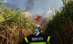 Mardi 3 juillet 20132 - Saint-Denis - Incendie dans des champs de cannes à Domenjod