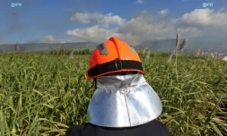 Mardi 3 juillet 20132 - Saint-Denis - Incendie dans des champs de cannes Ă Domenjod