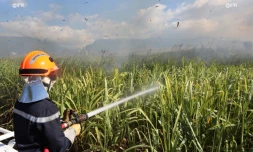 Mardi 3 juillet 20132 - Saint-Denis - Incendie dans des champs de cannes à Domenjod