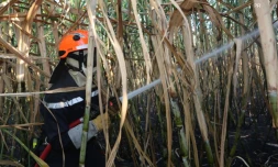 Mardi 3 juillet 20132 - Saint-Denis - Incendie dans des champs de cannes à Domenjod