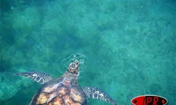 Tortue marine à Kélonia (photo archives)