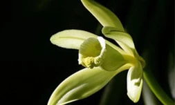 Fleur de vanille (Archives Imaz Press Réunion)