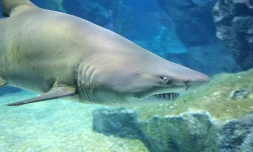 Requin (Photo Imaz Press Réunion)