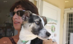 Vendredi 03 Août 2012
SPA (Société Protectrice des Animaux) Photo Cristelle Belhote