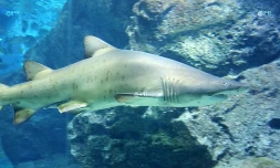 Requin photo imaz press reunion