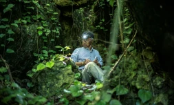 Takamatsu Gushiken, qui recherche bénévolement des restes humains, oubliés depuis la Seconde Guerre mondiale, arpente une forêt à Itoman, dans la préfecture d'Okinawa, le 11 juin 2025 au Japon