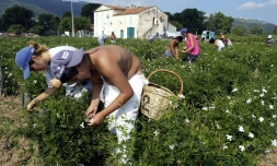 La collecte des fleurs de Jasmin à Grasse le 28 août 2002