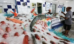 "Les Réunionnais ne veulent pas du requin mangeur d'hommes"