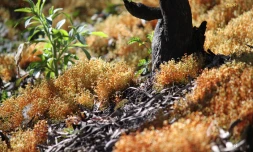 Vendredi 10 Août 2012 Repousse de la végétation du maido sur la route du tévelave 8 mois après l'incendie d'octobre 2011 photo Cristelle Belhote
