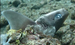 Des cadavres de requins zépines dans le lagon de l'Étang Salé. Ce requin est inoffensif pour l'homme (Photo Vie océane)