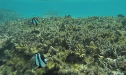 Récif corallien eutrophisé (l'eutrophisation est la modification et la dégradation d'un milieu aquatique-  Photo Vie océane)