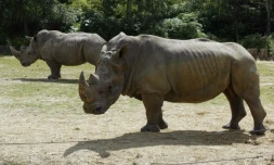 Des rhinocéros au zoo de Thoiry, en région parisienne, le 1er août 2002