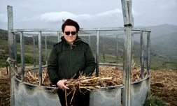 L'agricultrice Marilina Barreca monte le fourrage desséché pour ses vaches, le 26 février 2024 à Geraci Siculo, en Sicile