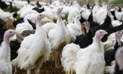 Un élevage de dindes, le 12 octobre 2021 à Oxspring, près de Sheffield, au Royaume-Uni