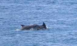 Des dauphins dans le Bosphore le 24 juillet 2024 Ă Istanbul