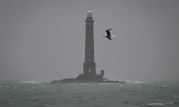 Un goéland marin survole le phare de Goury, à Auderville, près de La Hague, dans le nord-ouest de la France, le 8 janvier 2026