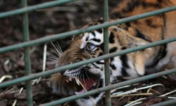 L'un des trois tigres de Sibérie ayant échappé à un trafic clandestin présumé à Aley, au Liban, le 10 juillet 2017