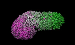 Image non datée diffusée le 11 juin par l'Université de Cambridge montrant un modÚle humain d'embryon, développé à partir de cellules souches embryonnaires humaines, aux premiers stades de son développement