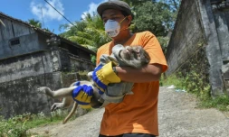 Un membre d'une ONG porte un singe évacué de la maison d'un vilageois à Sidemen, près du Mont Agung, le 29 septembre 2017