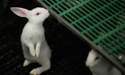 Dans l'élevage de Guillaume Godard à Chemillé-en-Anjou, dans le Maine-et-Loire, le 22 juin 2023