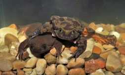 Photo fournie par le musée Alcide d'Orbigny montrant une espÚce de grenouille en Bolivie menacée d'extinction