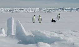 Photographie diffusée par le British Antarctic Survey le 8 avril 2026, montrant des manchots empereurs en Antarctique le 13 novembre 2010