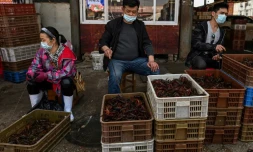 Des vendeurs de crevettes au marché Baishazhou de Wuhan, le 15 avril 2020 dans la province chinoise du Hubei