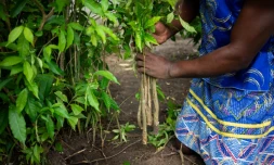 Un initié récolte la racine d'iboga, plante sacrée et psychotrope utilisé pour guérir les addictions, le 13 février 2025 à Akanda, au Gabon