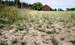 Un champ de blé frappé par la sécheresse à Taby, dans le centre de la Suède, le 9 juillet 2018