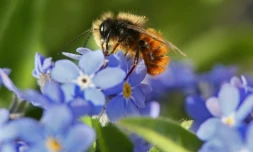 Le déclin des pollinisateurs comme les abeilles menace une partie de la production agricole mondiale