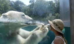 Une femme regarde à travers une vitre une ours polaire qui se rafraîchit dans une piscine d'un zoo de Mulhouse, dans l'est de la France, le 3 août 2018