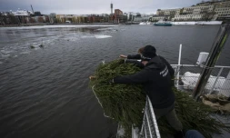 Des membres de l'association de pĂȘche suĂ©doise Sportfiskarna jettent des sapins de NoĂ«l, collectĂ©s aprĂšs les fĂȘtes, dans les eaux un lac d'une zone industrielle Ă Stockholm, le 12 janvier 2024 en SuĂšde